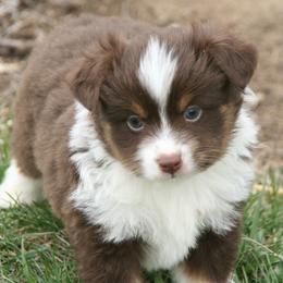 Axel - Red tri male Miniature Australian Shepherd puppy in Fairview, South Dakota from Dakota Toy Aussies