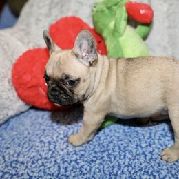 French Bulldog Puppies from Camp Fine Frenchies