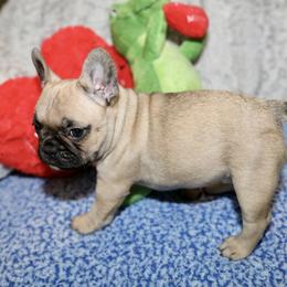 French Bulldog Puppies from Camp Fine Frenchies