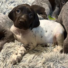 Girl 2 - Liver roan female German Shorthaired Pointer puppy in Troy, North Carolina from Uwharrie GSP