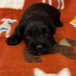 Crush - Red Boy - Black male Miniature Schnauzer puppy in Oneonta, Alabama from Murphree Valley Kennels