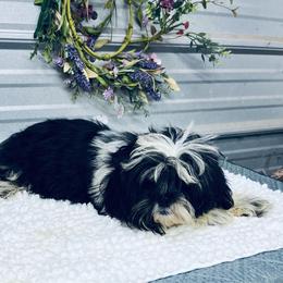 SB Chloe - Black and white female Shih Tzu puppy in Elgin, South Carolina from Silver Bells Paw Prints