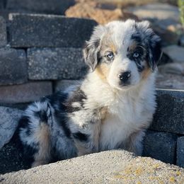 Australian Shepherd Puppies from DeVos Australian Shepherds