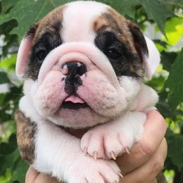 Winston - Red brindle and white male Bulldog puppy in Weedsport, New York from M&M Shelties and Smooch-A-Bulls English Bulldogs