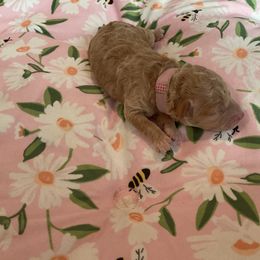 🍓 Strawberry - Apricot female Poodle puppy in Wilmington, Delaware from Imperial Poodles LLC