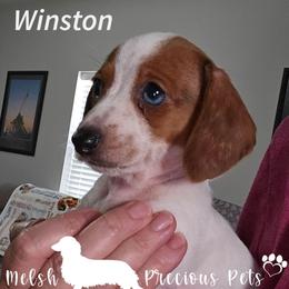 Winston - Dapple male Dachshund puppy in Anamosa, Iowa from Melsh Precious Pets