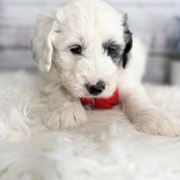 Kori - Blue merle and white male Sheepadoodle puppy in Nixa, Missouri from Davis Family Doodles