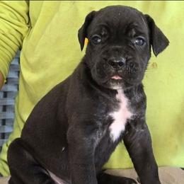 Yellow Collar Male - AKC and ICCF - Lightning X Lawman - Black male Cane Corso puppy in Gorman, Texas from McOmber Country Kennels