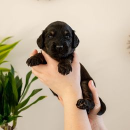 Sabrina Spellman - Phantom female Goldendoodle puppy in New River, Arizona from Sonoran Standard Doodles