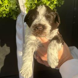 Blue boy - Parti male Miniature Schnauzer puppy in Oneonta, Alabama from Murphree Valley Kennels
