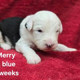Merry - Gray and white female Old English Sheepdog puppy in Sutherlin, Oregon from Sapphire Eyes Sheepdogs