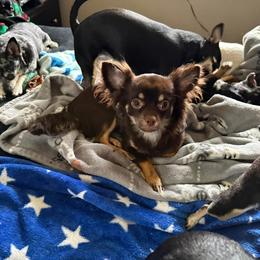 Brownie - Chihuahua