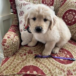 Girl 4 - Light golden female Golden Retriever puppy in Salisbury, North Carolina from Golden Paws of Purpose