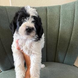 Joy - Parti female Labradoodle puppy in Churchill County Fallon, Nevada from Card Family Ranch