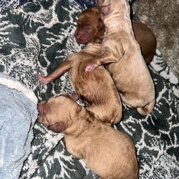 Girl 3 - Red  female Goldendoodle puppy in Lancaster, California from Kid's Best Doodle