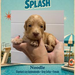 Noodle - Dallas TX - 4,000 - Red  female Goldendoodle puppy in Garland, Texas from Twilight Doodles