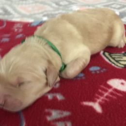 Boy 1 - Golden Retriever puppy in Argyle, Texas from Randalls Golden Retrievers