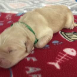 Boy 1 - Golden Retriever puppy in Argyle, Texas from Randalls Golden Retrievers