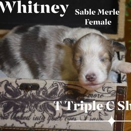 Whitney - Sable merle and white female Shetland Sheepdog puppy in Gladbrook, Iowa from T Triple C Shelties
