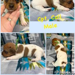 Cpt. Call - White and sable male Teddy Roosevelt Terrier puppy in Farmersville, Texas from The Oasis Teddy Roosevelt Terriers