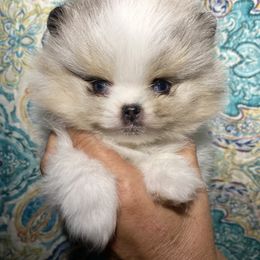 Pomeranian Puppies from Summer Set Poms