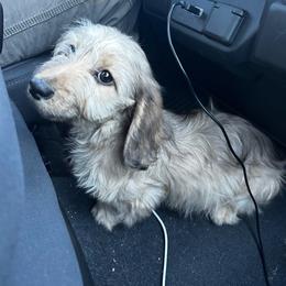 Sylphie - Dachshund