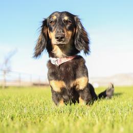 Rally - Dachshund