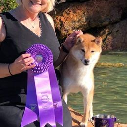 Shiba Inu from Kobushi Shiba
