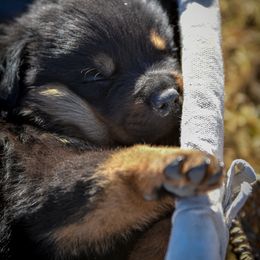 Rottweiler Puppies from Gottlïchen Rottweilers
