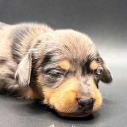 REX -WIRE COAT- - Dapple male Dachshund puppy in Alto, Texas from Double W Doxies