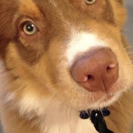 Australian Shepherds from Cheryl Frutchey