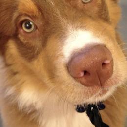 Australian Shepherds from Cheryl Frutchey