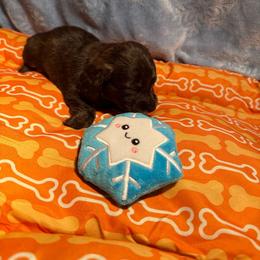 Light blue - Brindle female Dachshund puppy in Waukegan, Illinois from Rolling and Howling Basset Hounds and Dachshunds