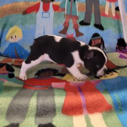 Ferdinand - Black and white male French Bulldog puppy in Milwaukie, Oregon from Aloha NW Frenchies