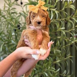 Honey - Apricot female Goldendoodle puppy in Van Alstyne, Texas from Forest Haven Doodle Co.