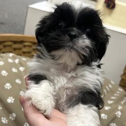 Boy 2 - Brindle and white male Shih Tzu puppy in Hibbing, Minnesota from Iron Range Shih Tzu and Puppies