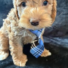 Zeb - Golden male Cockapoo puppy in Adrian, Oregon from ApplebyFarm