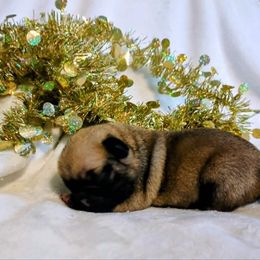 Buddy - Fawn male Pug puppy in Blountsville, Alabama from Rock Springs Pugs