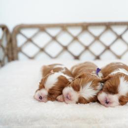 Jess - Blenheim female Cavalier King Charles Spaniel puppy in Seymour, Missouri from Country View Cavaliers
