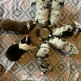 Australian Shepherd Puppies from Siercks Ranch Aussies