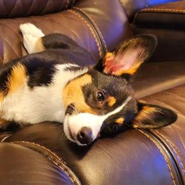 Pembroke Welsh Corgi Puppies from McMillion Corgis