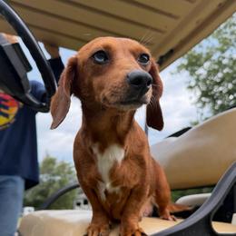 Fergie - Dachshund