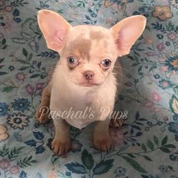 Fawn - Merle female Chihuahua puppy in Bowdon, Georgia from Paschal's Pups
