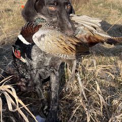 German Wirehaired Pointers from Granite State Gun Dogs