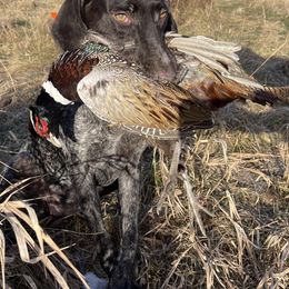 German Wirehaired Pointers from Granite State Gun Dogs