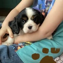 Mr. Brown - Tri-color male Cavalier King Charles Spaniel puppy in Hawley, Colorado from Scofield Cavaliers