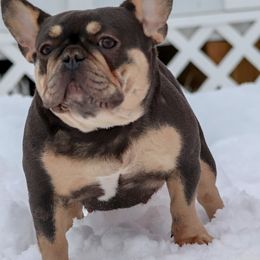 Bulldogs and French Bulldogs from Classic BullyZ Kompound