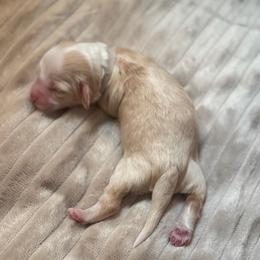 Pumpkin - Caramel female Australian Labradoodle puppy in Caldwell, Idaho from Leila Pearson