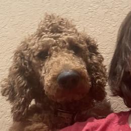 Goldendoodles, Irish Doodles, and Poodles from Ransone’s Ridge Runners Poodles and Doodles