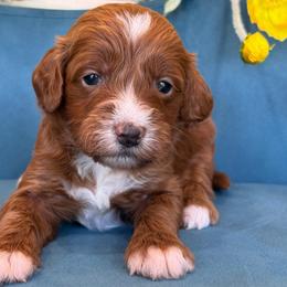 Nikki - Red  female Goldendoodle puppy in Yuciapa, California from AlltheDoodlez_